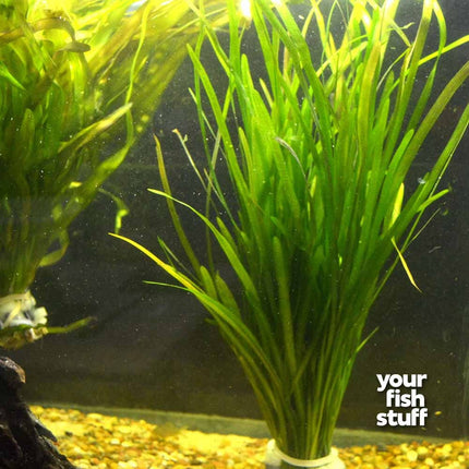 Vallisneria spiralis