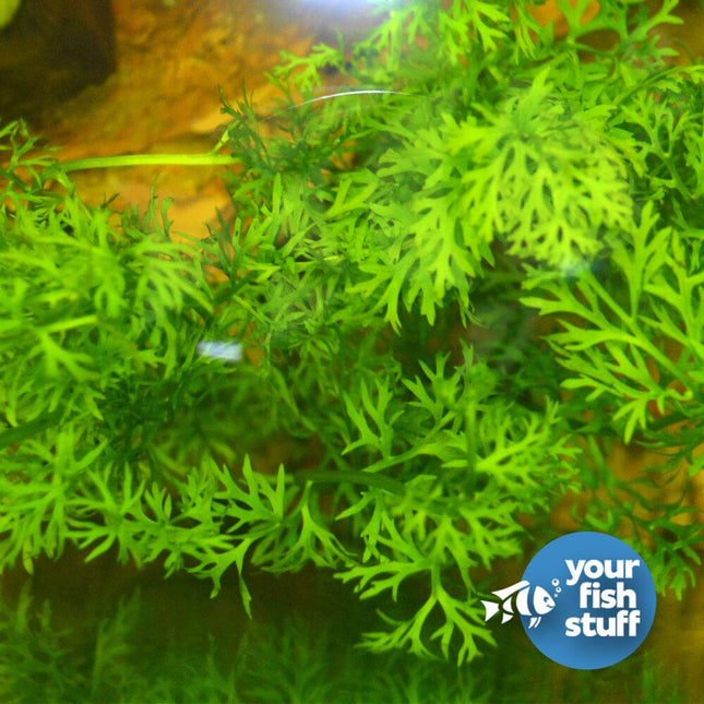 Background Plant Bundle